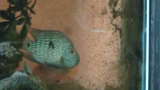 Odd Couple - Courting and Egg Laying