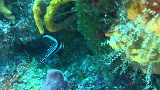 Adult Drum Fish Cozumel Dec. 2014