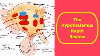 The Hypothalamus: Rapid Review