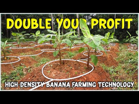 High Density Banana Farming: The Ultimate Guide to Double Your Income