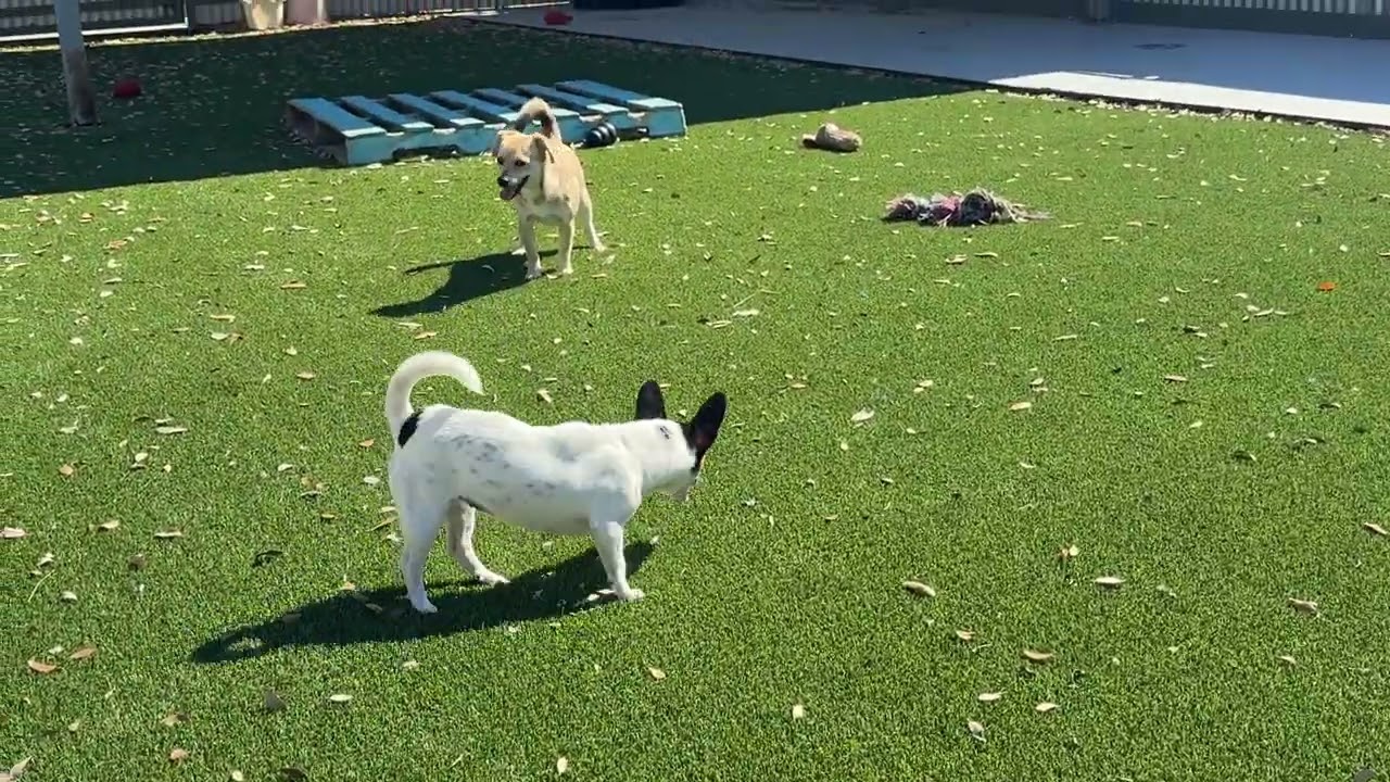 Enlarge Elvira - pretty girl with big ears!, a Adoptable mixed breed in San Antonio, TX video 4/4