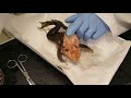 Frog Dissection: External and Mouth