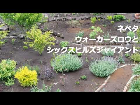 園芸 ネペタイエロー