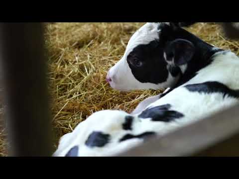Fly Control in Dairy Facilities: Pest Biology, Life Cycle & Identification