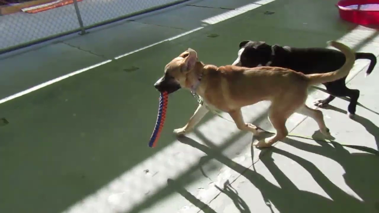 Ducky - PAWS, a Adoptable Mixed Breed in Las Cruces, NM video 6/6