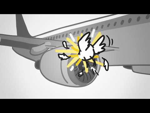 鳥はなぜもっと多くの衝突事故を起こさないのか？ (Why Don't Birds Cause MORE Crashes?)