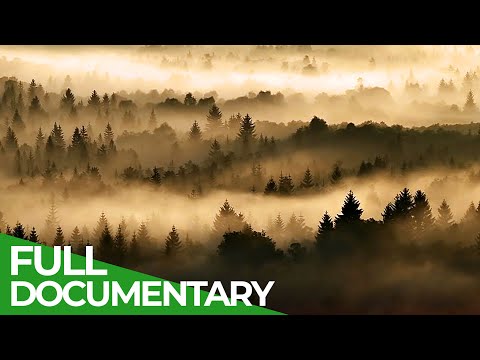 Northern Woods - A Tribute to the Ancient Forests of the North | Free Documentary Nature