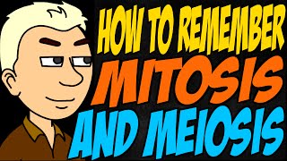 How to Remember Mitosis and Meiosis