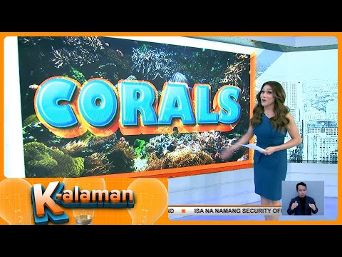 K-Alaman: Corals Frontline Pilipinas