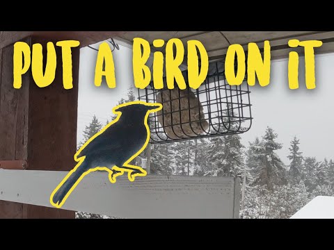 Watching the Birdfeeder