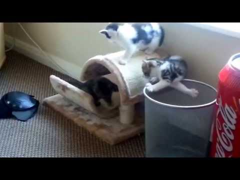 Young kittens playing around with each other:)