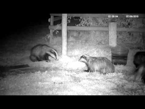 Lots of growling, chattering and tension among rural badgers - with sounds