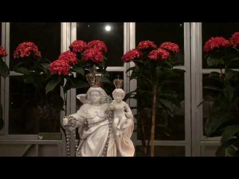 PEDI LICENÇA - FLOR DE JAGUBE - GERMANO 51