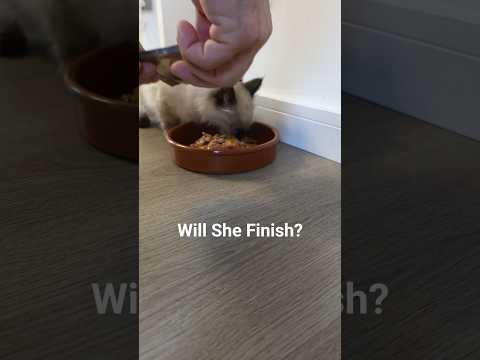 Smoky’s Breakfast Reaction 🍽️🐱