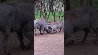 Download lagu wild Boar fighting# mp3 Download lagu wild Boar fighting# mp3