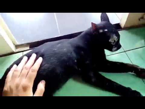 Black Cat Come to My House