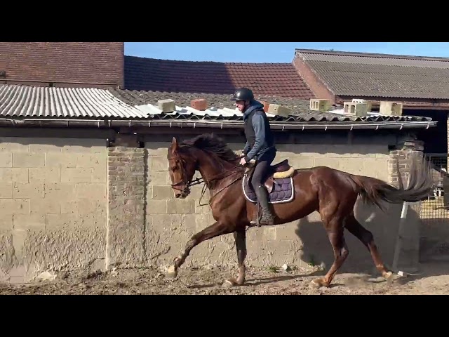 Jolie jument kwpn +-1m70 de 7 ans