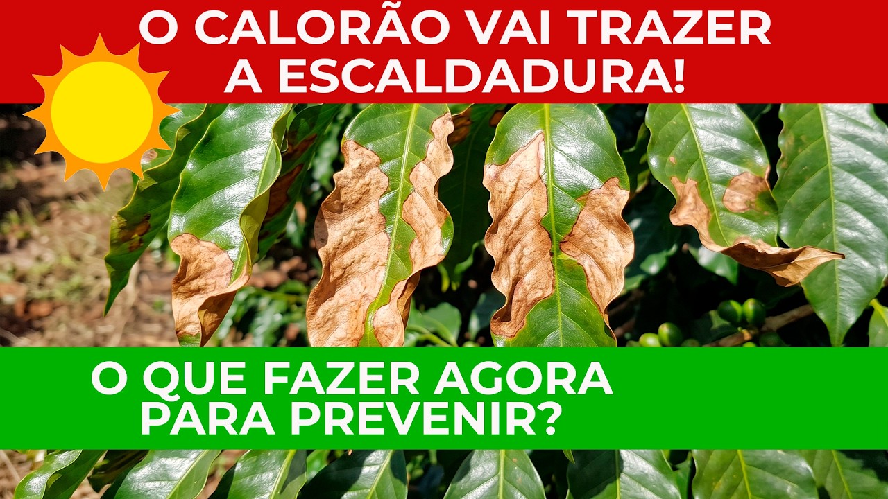 Um MANEJO SIMPLES E ESSENCIAL que vai SALVAR seu CAFÉ de QUEIMAR as FOLHAS com o CALOR DO EL NIÑO..