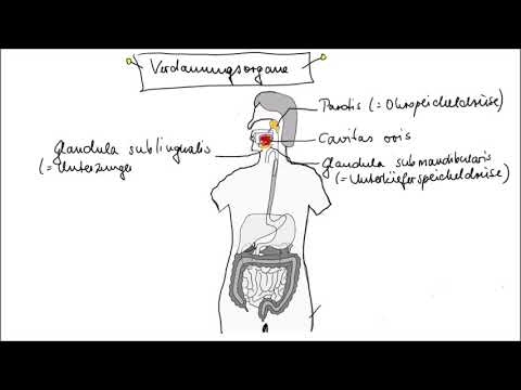 Verdauungsorgane  Teil 1 (Mundhöhle, Magen, Leber, Bauchspeicheldrüse) einfach erklärt