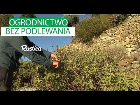 Gardening without watering – choose a dry garden!