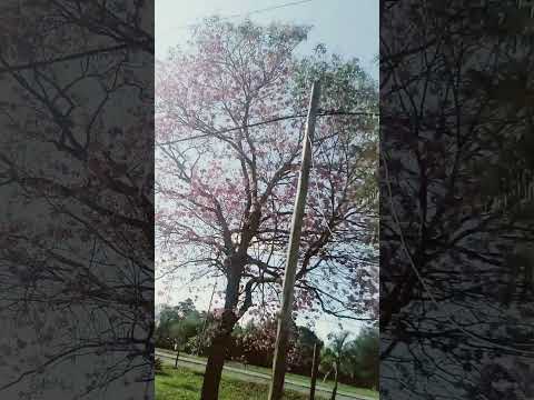 árbol de lapacho rosado la belleza de laguna blanca formosa Argentina