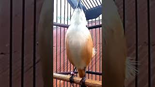 Download lagu cendet jatim virall mp3