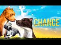 Chance Dog Fighting Movie Emotional Drama Movie