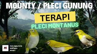 Download lagu Terapi Pancingan Pleci Monty (Montanus) Dada Putih mp3 Download lagu Terapi Pancingan Pleci Monty (Montanus) Dada Putih mp3