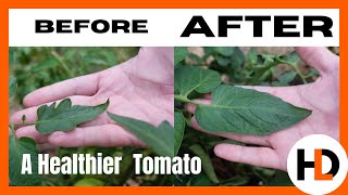 Grow HUGE Tomatoes: The FREE Method!