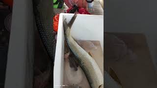 Download lagu Bandeng laut lebih panjang dari bandeng tambak #bandeng #mangsihkepuhfishing mp3