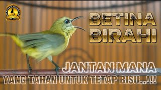 Download lagu SOGON BETINA BIRAHI || UNTUK PANCINGAN SOGON MALAS BUNYI DENGARKAN SAMPAI SELESAI‼️#sogonbetina mp3 Download lagu SOGON BETINA BIRAHI || UNTUK PANCINGAN SOGON MALAS BUNYI DENGARKAN SAMPAI SELESAI‼️#sogonbetina mp3