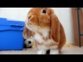 Bunny eating a carrot / Кролик ест морковку 