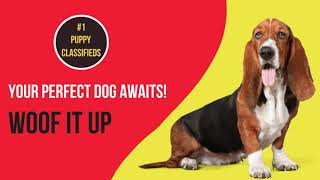 Puppy Online Market Buy, Sell & Adopt