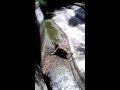 Delhi Tiger Attack Full Video