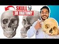 Skull Anatomy 3d Anatomy Of Skull Bone Anatomy Facial And Cranial Bones Of Skull