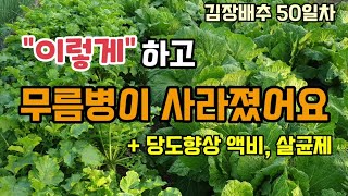 김장배추무우 "이렇게" 하고 무름병노균병이 완전 사라졌어요 배추무우바닷물액비 뿌리고 살균제를 주었습니다.
