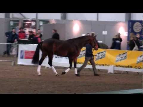 BBSH Stallion Event 2013 - Flashpoint