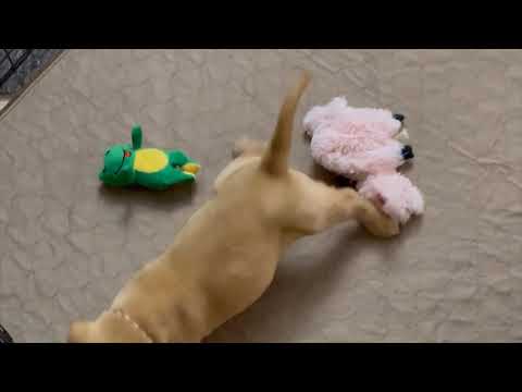 The Cutest Labrador Puppy!