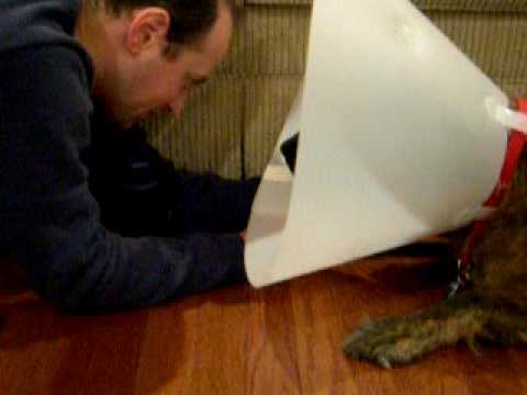 Rashi Having a Very Bad Day