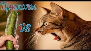 Подборка приколов 2019 коты против огурцов испуги кошек