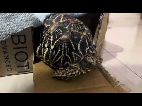 Chiki #mumbaivlognn #tortoiselove