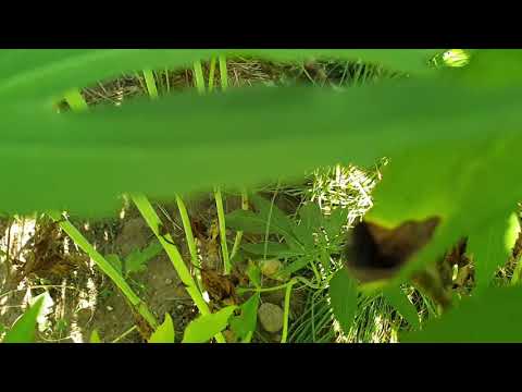 Vadmacskák a természetben 2