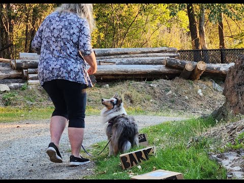 Alice CKC Scent Detection Sept 2022