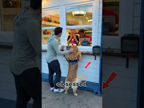 5 Secrets Your Dog Is Telling You 🐕