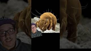These mites are pregnant before they are born