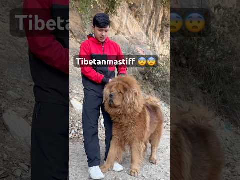 Real Tibetan mastiff 😨😨 #shorts #viral #dogs #trending #viral #dogs #viral #mastiff