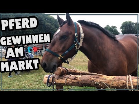 Pferd gewinnen am Pferdemarkt ✮