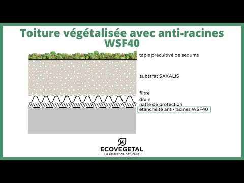 ANTI-RACINES WSF40