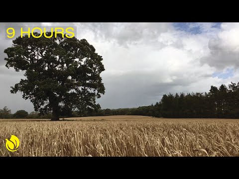 Wind blowing through an Oak tree in a Golden field of Wheat / Storm Ellen Aug 2020: Ambient Noise