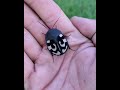 Question mark roach Therea olegrandjeani Question mark roach Therea olegrandjeani